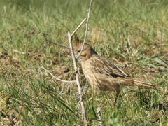 Coryphistera alaudina