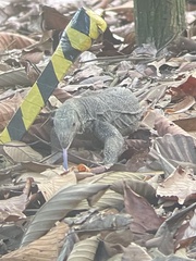 Varanus nebulosus