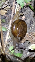 Macrochlamys hippocastaneum