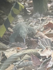 Varanus nebulosus