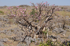 Adenium obesum