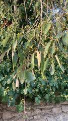 Celtis australis