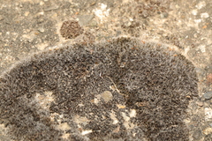 Grimmia pulvinata