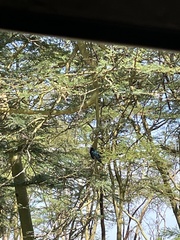 Lamprotornis chalybaeus