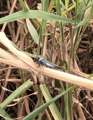 Brachydiplax sobrina