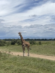 Giraffa camelopardalis rothschildi