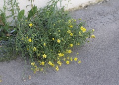 Senecio inaequidens