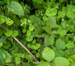Cyanthillium cinereum