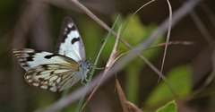 Belenois gidica abyssinica