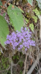 Trachelium caeruleum