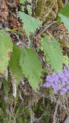 Trachelium caeruleum