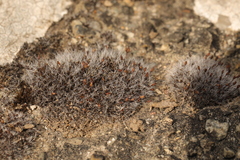 Grimmia pulvinata