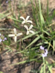 Kohautia amatymbica