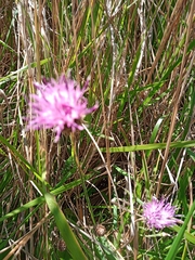 Centaurea nigrescens