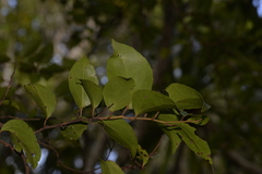 Xylosma maidenii
