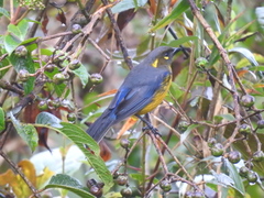 Anisognathus lacrymosus