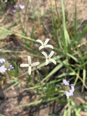 Kohautia amatymbica