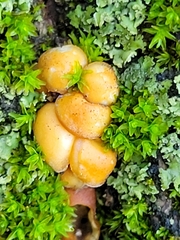 Kuehneromyces lignicola
