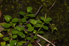 Peperomia tetraphylla