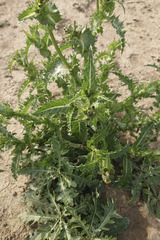 Sonchus asper