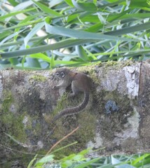 Sundasciurus jentinki