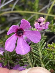 Tetratheca confertifolia