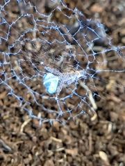Uloborus
