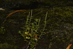 Peperomia tetraphylla