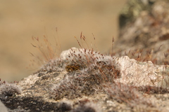 Tortula muralis