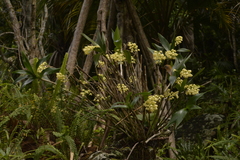 Dendrobium gracilicaule howeanum