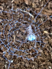 Uloborus