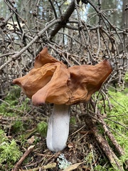 Gyromitra infula