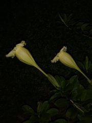 Solandra longiflora