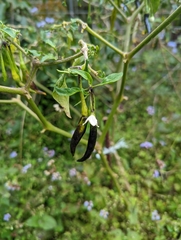 Capsicum frutescens