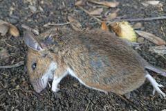 Apodemus flavicollis