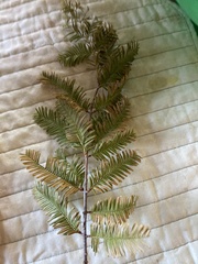 Metasequoia glyptostroboides