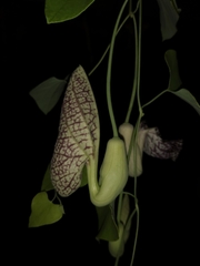 Aristolochia littoralis