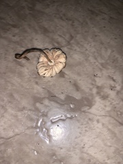 Pseudosperma sororium