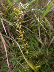 Platanthera longibracteata