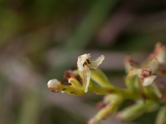 Platanthera longibracteata