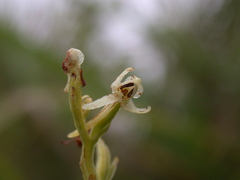 Platanthera longibracteata