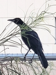 Quiscalus mexicanus