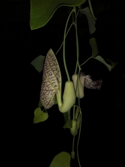 Aristolochia littoralis