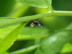 Trypetisoma australe