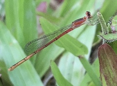 Agriocnemis pygmaea