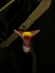 Aristolochia caulialata