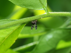 Trypetisoma australe