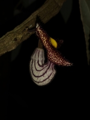 Aristolochia caulialata