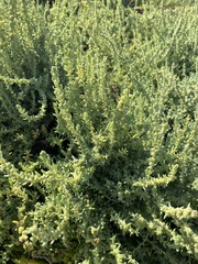 Suaeda taxifolia