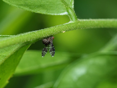 Trypetisoma australe